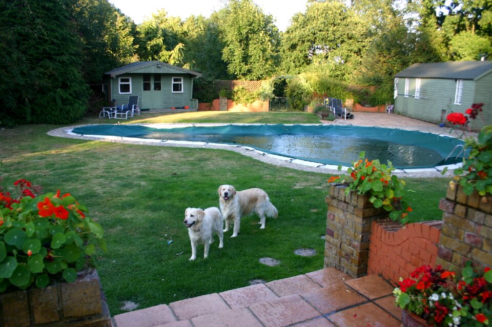 Golden retriever dog