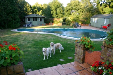Golden retriever dog