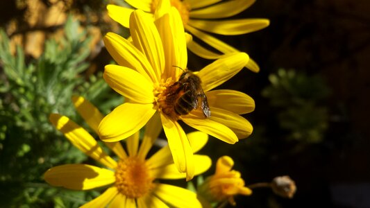 Honey garden daisy photo