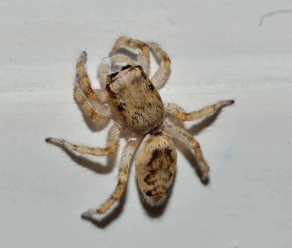 Insects spider macro