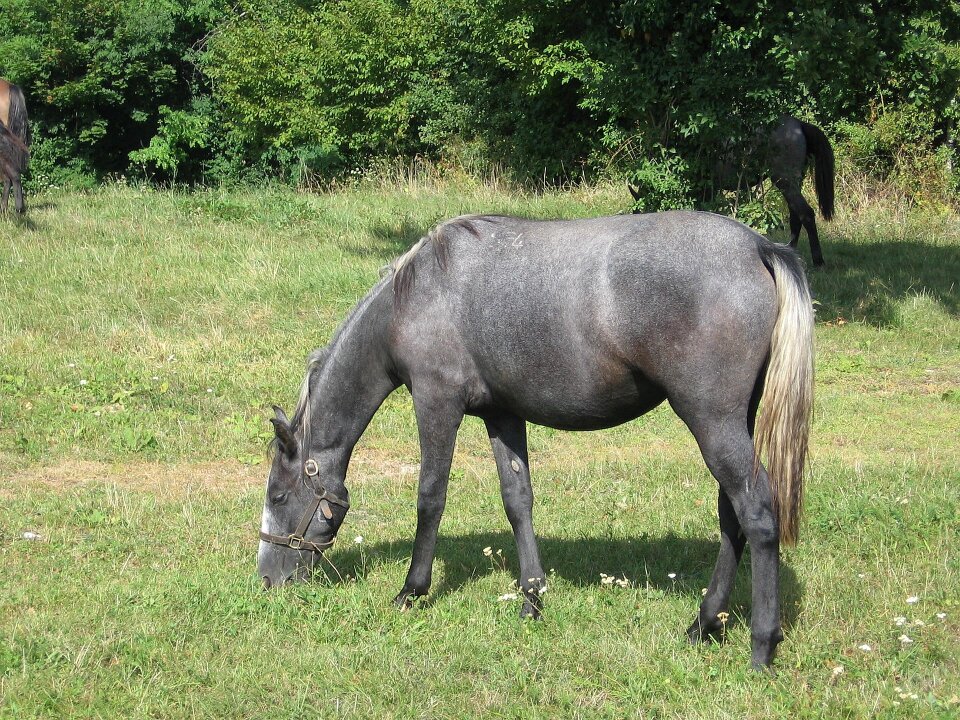 Stud lipica slovenia
