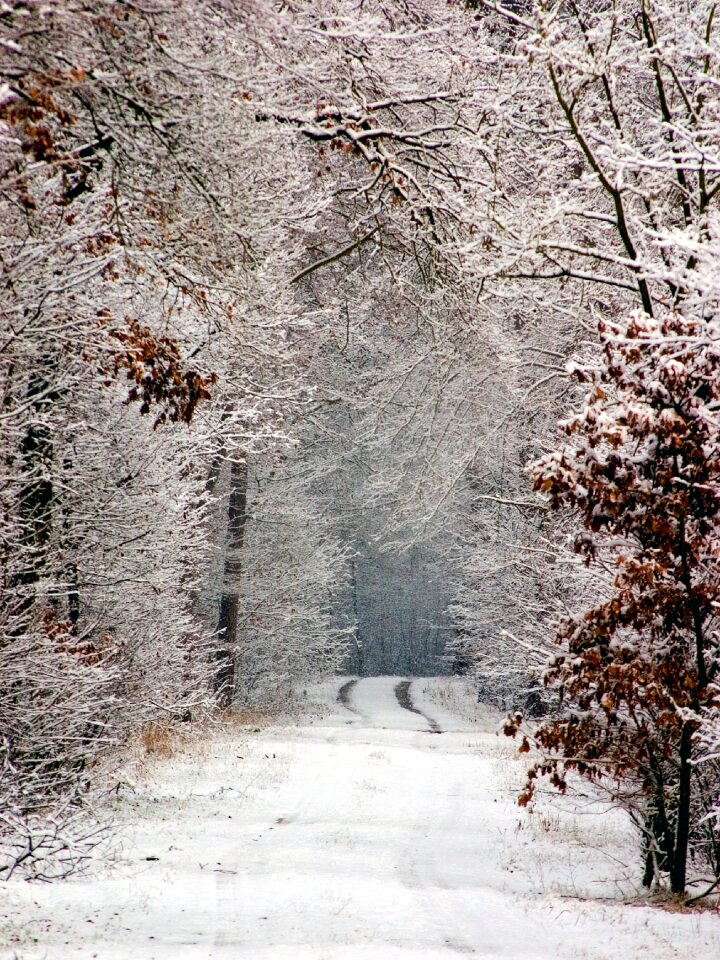 Tracks in the snow away wintry