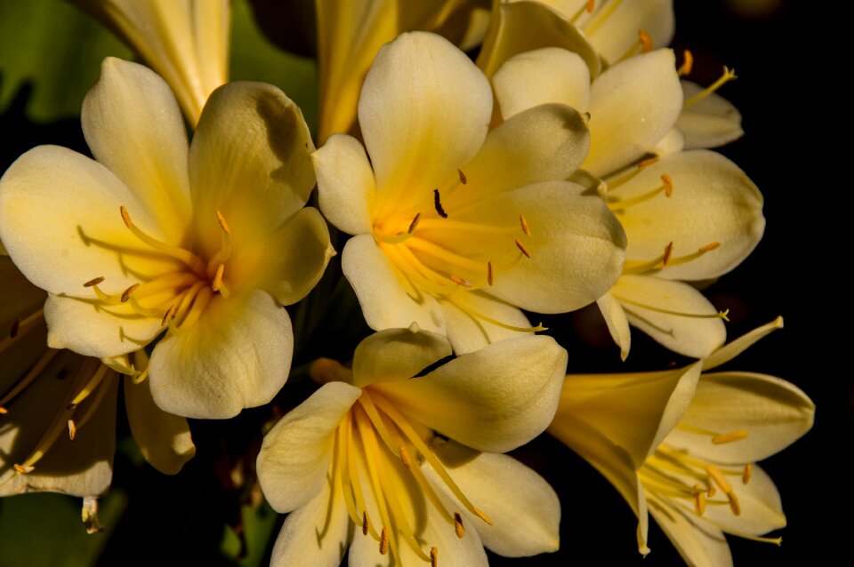 Flower floral bloom