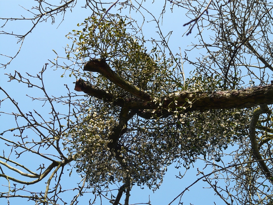 Plant parasite viscum