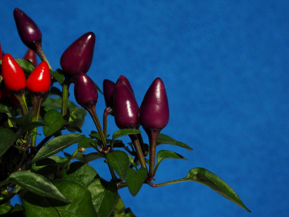 Violet red capsicum salsa