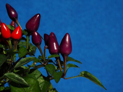 Violet red capsicum salsa photo