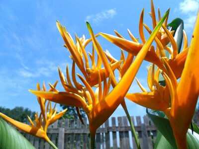 Flower garden plant amazon photo