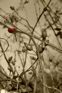 Rose hip bush color key