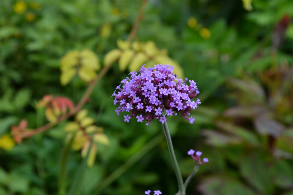 Floral nature plant