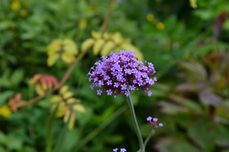 Floral nature plant photo