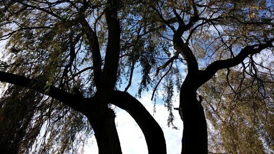Weeping willow imposing blue sky