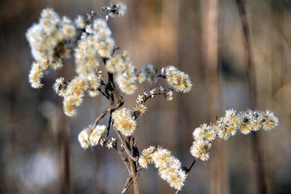 Flower winter nature