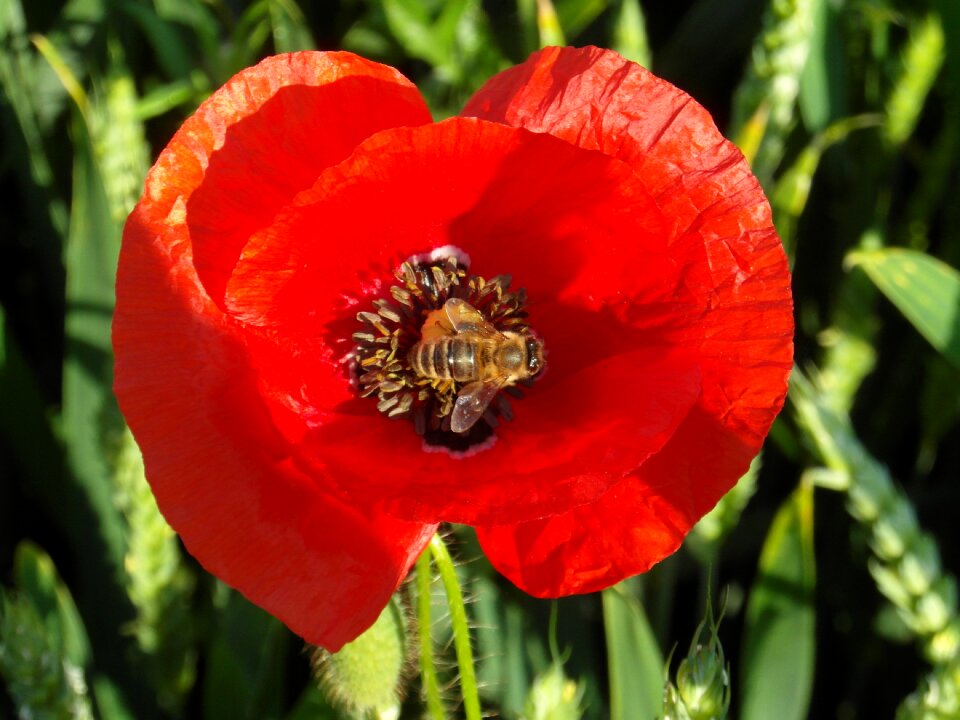 Poppy bee red photo