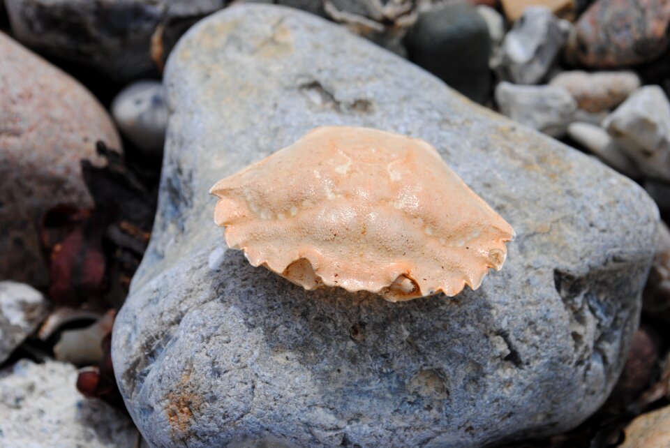 Crab stone crab skald
