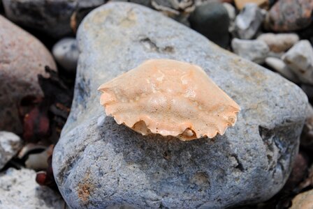 Crab stone crab skald