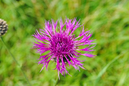 Thistle flower grass