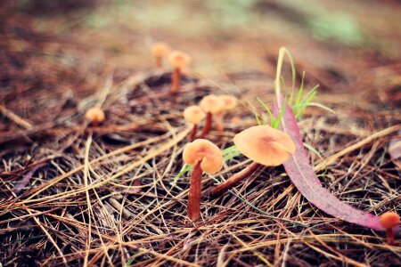 Green wood plant