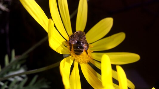 Obrera honey yellow