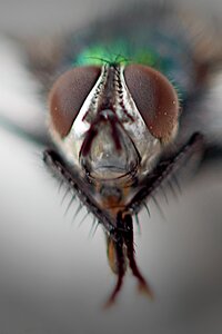 Close up fly nature photo