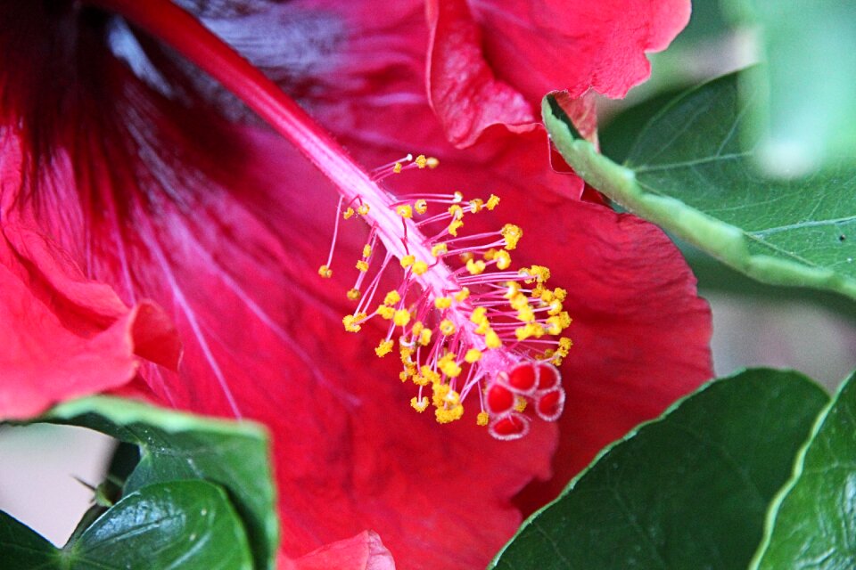 Pollen flower hibiscus