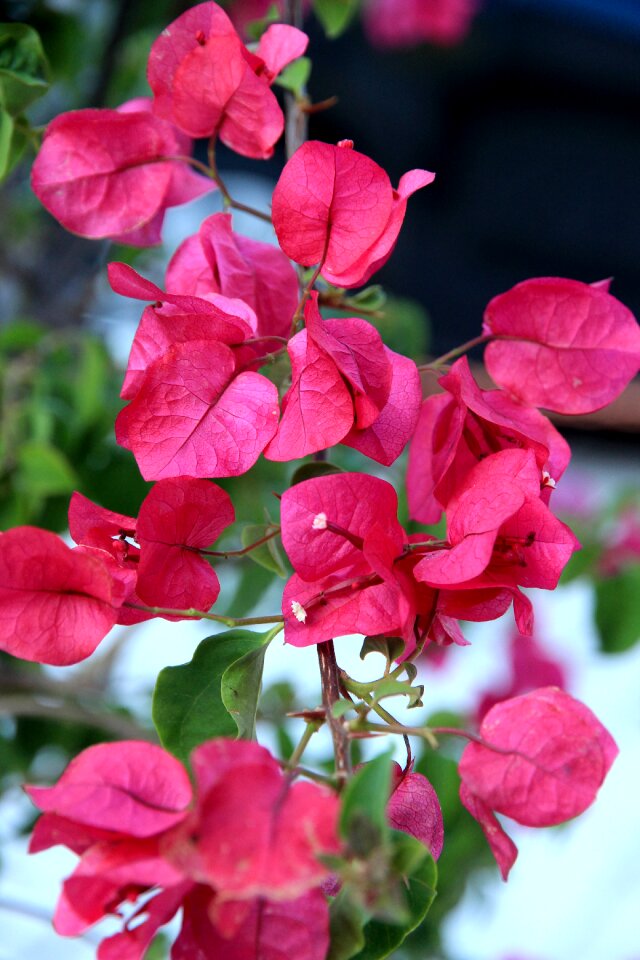 Close up plant red photo