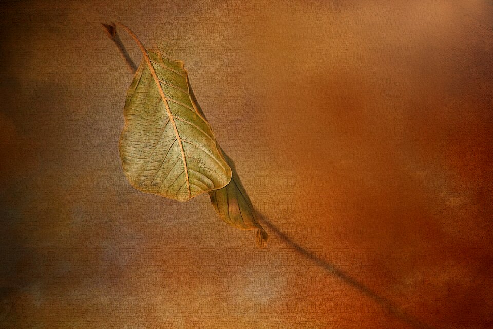 Fall autumn