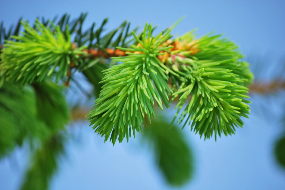 Conifer needles green