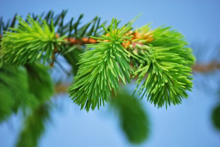 Conifer needles green