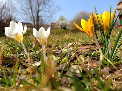 Spring flower crocus photo