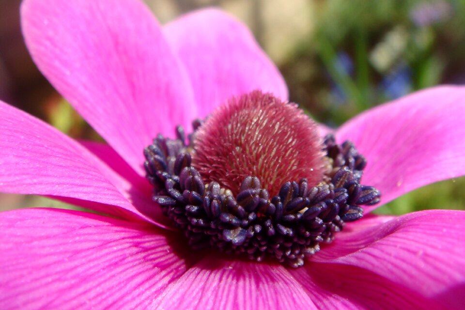 Purple anemone flowers