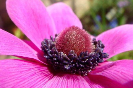 Purple anemone flowers photo