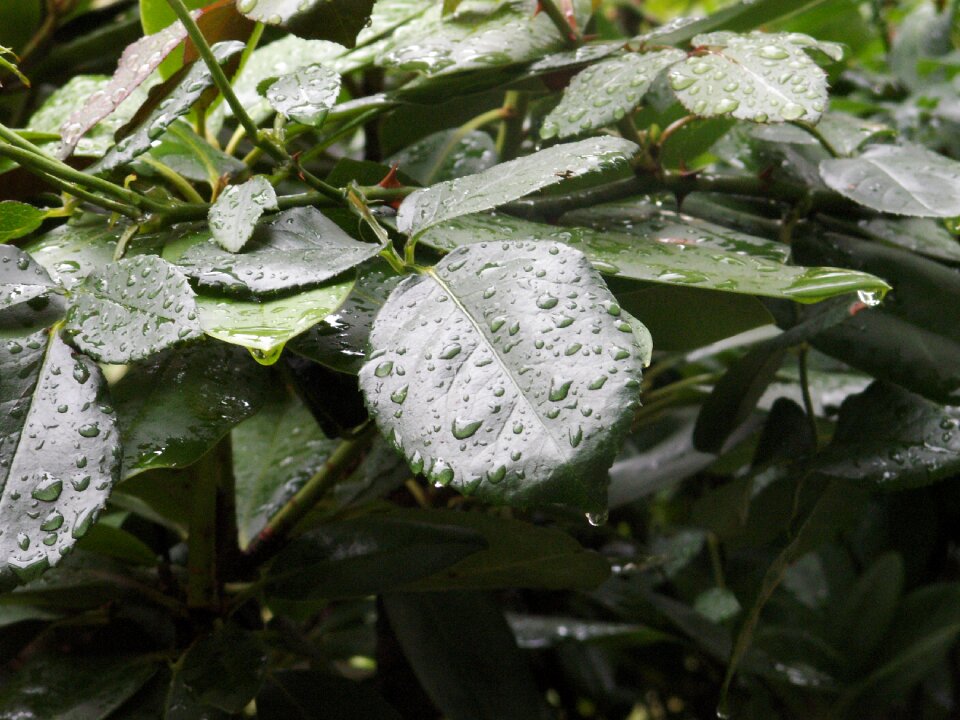 Leaves rain nature photo