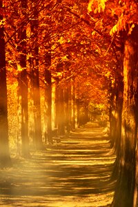 Wood red maple love