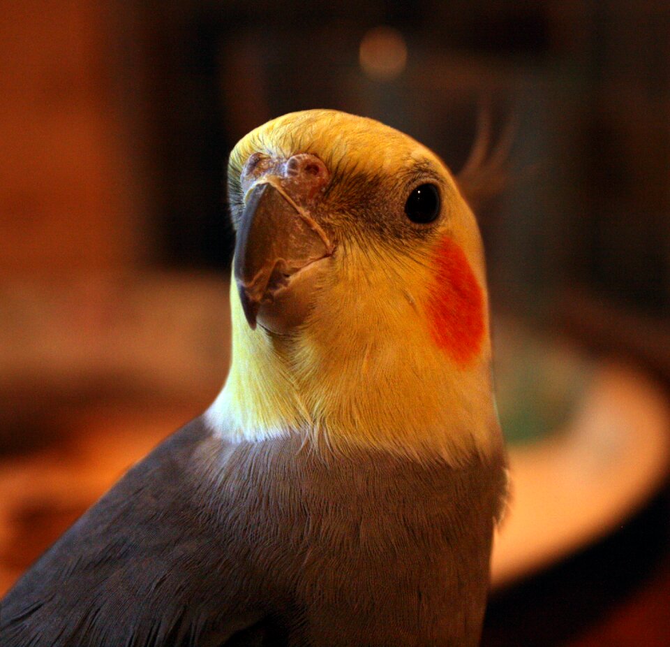 Yellow orange grey