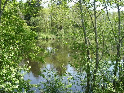 Lake idyll idyllic