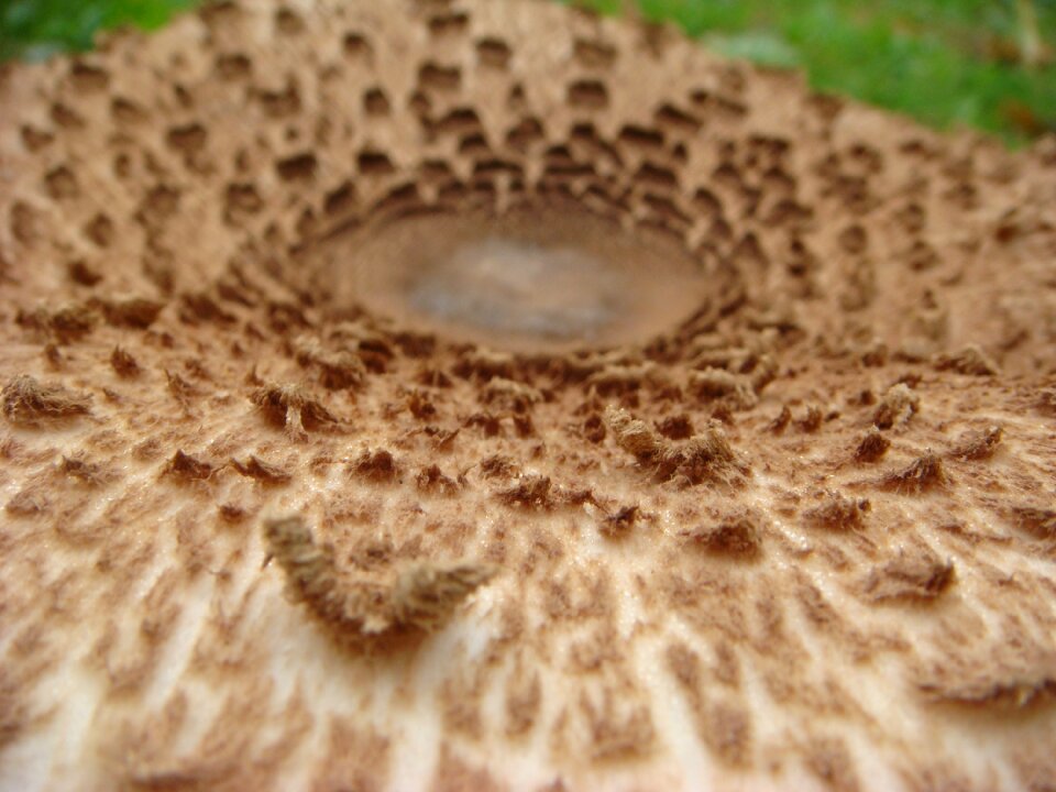 Mushroom autumn outdoor