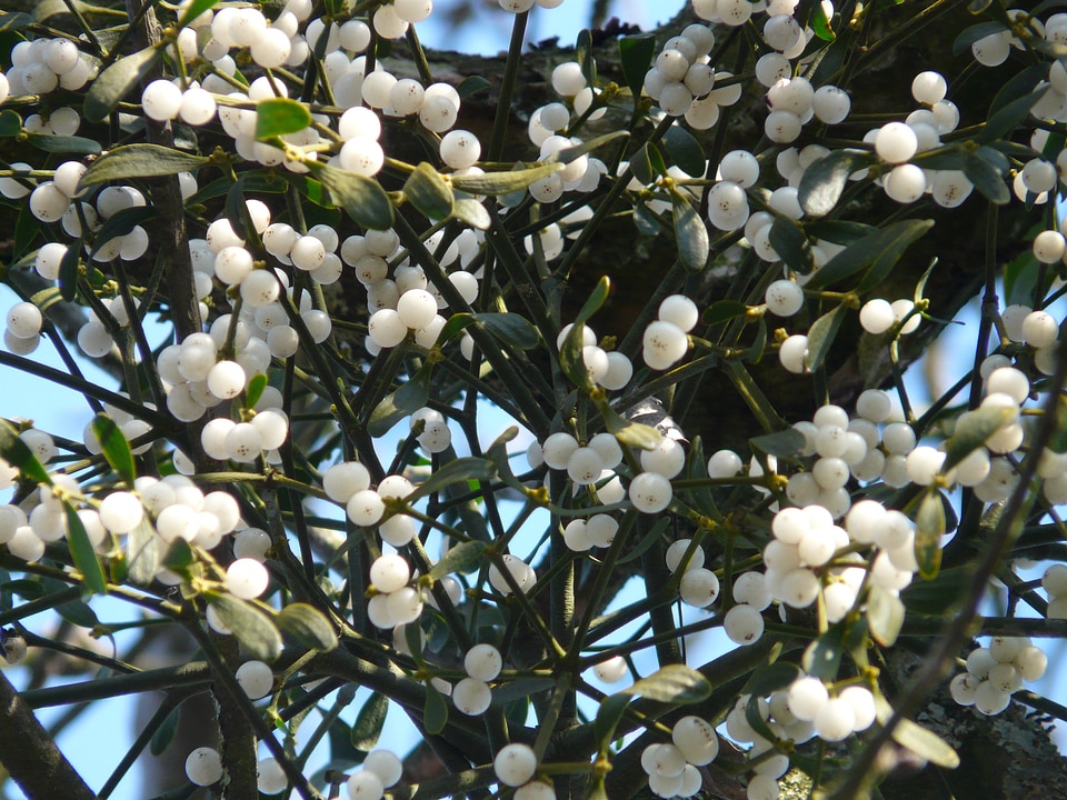 Plant parasite viscum