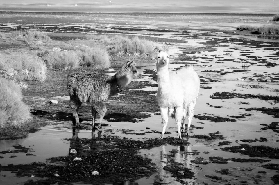 Oasis nature wilderness