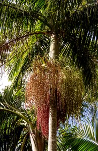 Seeds fruits bangalow palm photo