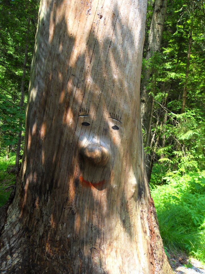 Tree face log forest spirit