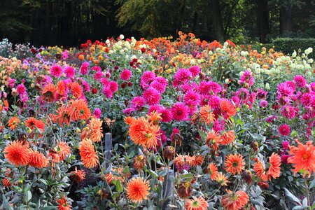 Dahlias colorful autumn flowers