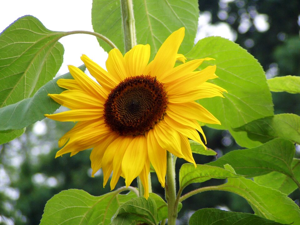 Sunflower flower nature