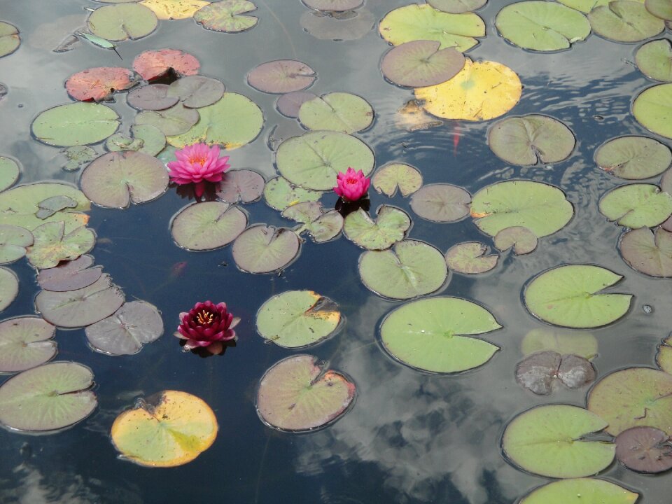 Water reflection