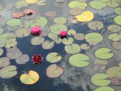 Water reflection