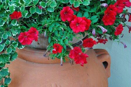 Potty flowers have
