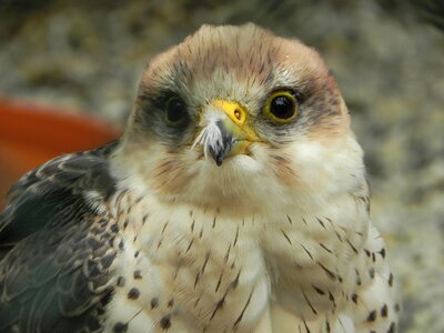 Bird of prey nature animal world