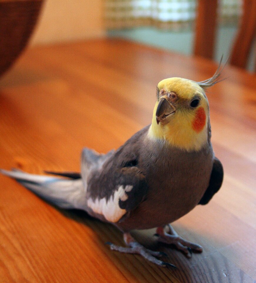 Yellow orange grey