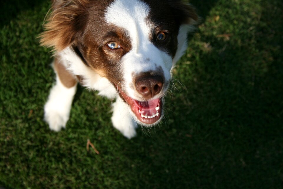 Canine cute white photo