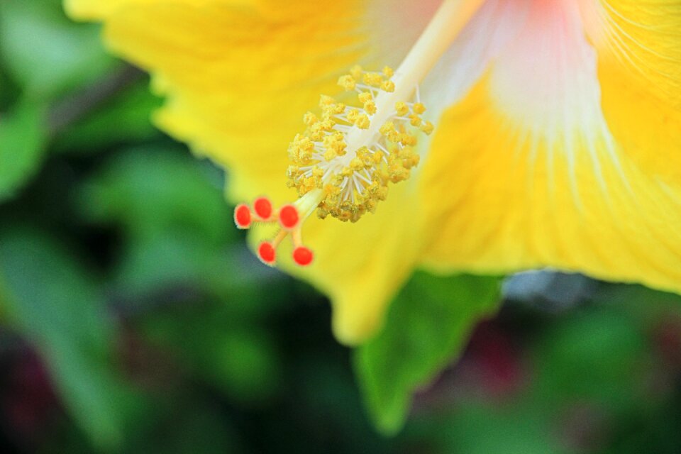 Pollen flower hibiscus