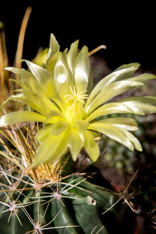 Sting plant prickly